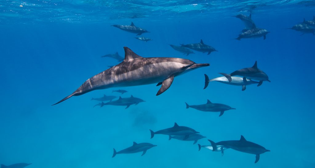 Buceo en el Mar Rojo. Delfines en laguna de Sataya