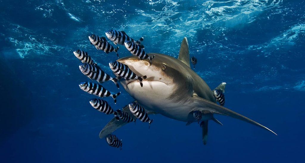 Diving in Egypt, at the Red Sea, we can find longimanus shark