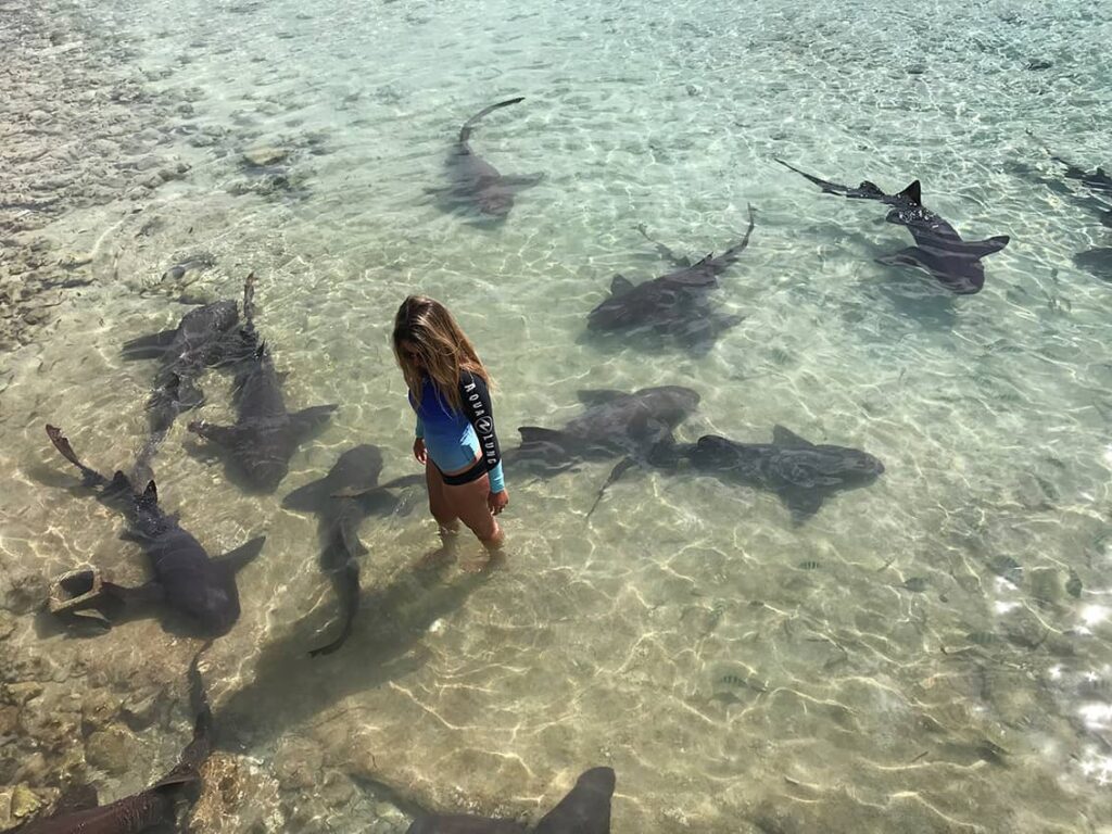 Diving with sharks is safe. Nurse sharks in shallow water