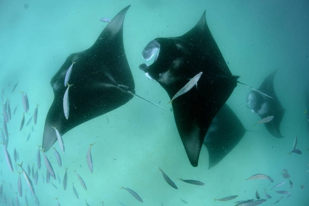 Manta rays - Image found in Google Images