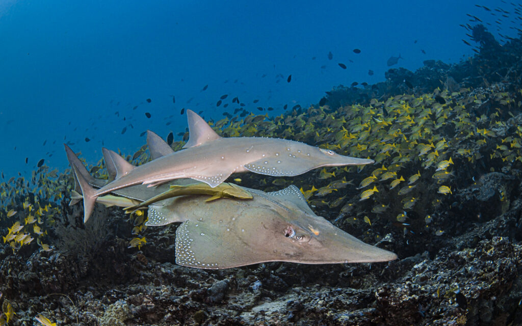 The Giant Guitarfish An Underwater Marvel Of Maldives the-giant-guitarfish-an-underwater-marvel-of-maldives