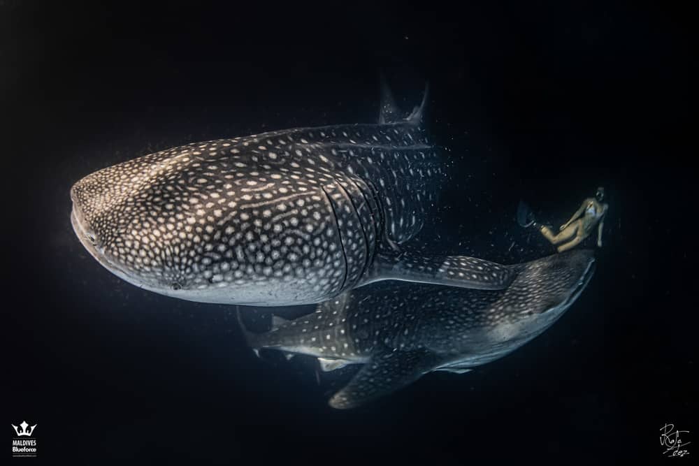 The Whale Shark. Size and how it feeds - Blue Force Fleet