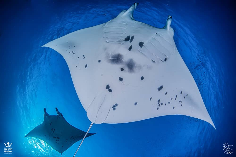 Fact File: Manta ray (Mobula alfredi, Mobula birostris