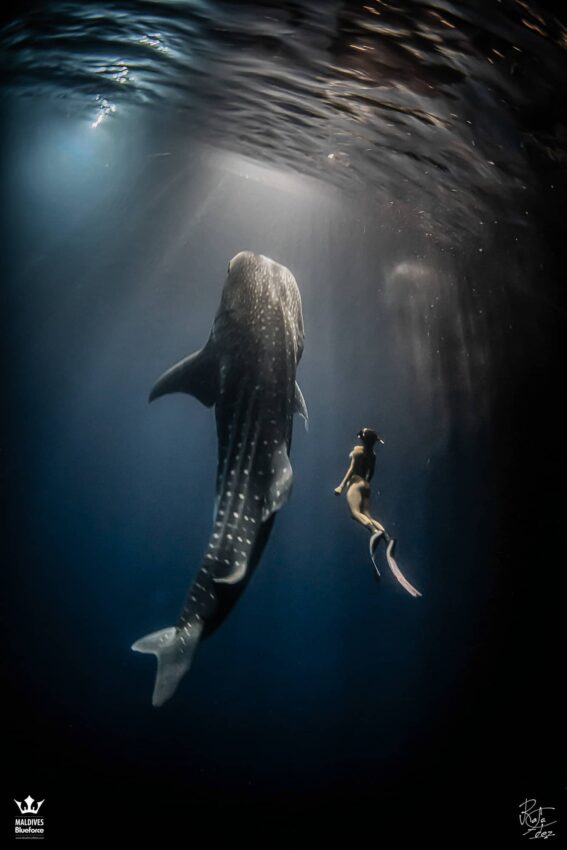 A freediver diving with a whale shark by night