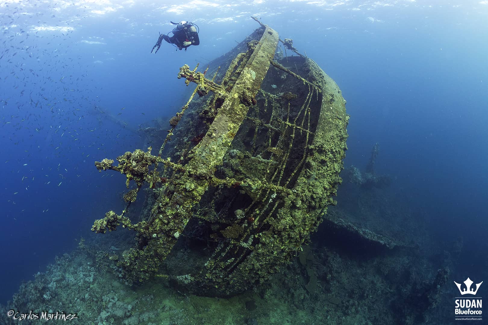 gentagelse tapperhed boom Diving in Sudan, the ancient Red Sea - Blue Force Fleet